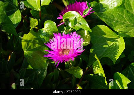 Violett und rosa blühende mediterrane saftige Pflanze Delosperma cooperi Stockfoto