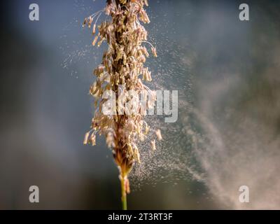 Das Wiesenfuchsschwanzgras weht im Wind mit Bewegung und Unschärfe und sendet seine Pollen in die Luft - Südosten Großbritanniens Stockfoto