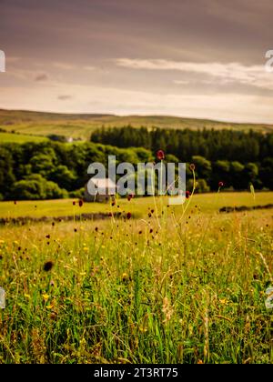 Bowlees, Middleton-in-Teesdale - die karmesinroten Blumenköpfe von Great burnet, die auf Auen in Zentral- und Nordengland und Südwales gefunden werden Stockfoto