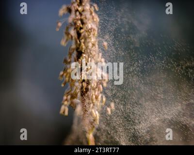 Das Wiesenfuchsschwanzgras weht im Wind mit Bewegung und Unschärfe und sendet seine Pollen in die Luft - Südosten Großbritanniens Stockfoto