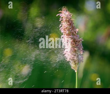 Das Wiesenfuchsschwanzgras weht im Wind mit Bewegung und Unschärfe und sendet seine Pollen in die Luft - Südosten Großbritanniens Stockfoto