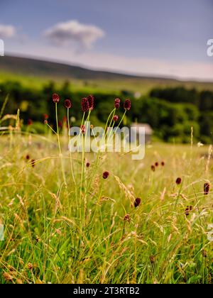 Bowlees, Middleton-in-Teesdale - die karmesinroten Blumenköpfe von Great burnet, die auf Auen in Zentral- und Nordengland und Südwales gefunden werden Stockfoto