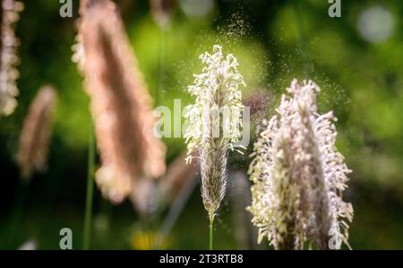 Im Südosten Großbritanniens weht das Wildschwanzgras mit Bewegung und Unschärfe vor einem sommerblauen Himmel Stockfoto