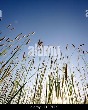 Im Südosten Großbritanniens weht das Wiesengras im Wind vor einem sommerblauen Himmel Stockfoto