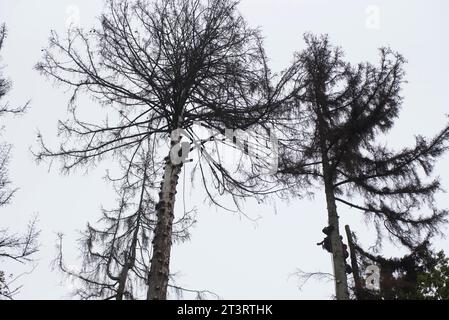Aborist Arbeitet In Der Höhe Während Der Baumpflege Und Baumschnitt Aborist Arbeitet In Der Höhe Während Der Baumpflege Credit: Imago/Alamy Live News Stockfoto
