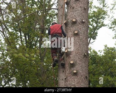 Aborist Arbeitet In Der Höhe Während Der Baumpflege Und Baumschnitt Aborist Arbeitet In Der Höhe Während Der Baumpflege Credit: Imago/Alamy Live News Stockfoto