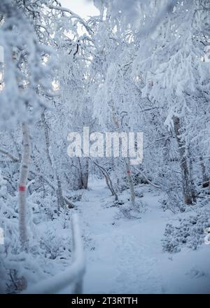 Schneebedeckte Wanderwege und Bäume im Winter im Abisko-Nationalpark Stockfoto