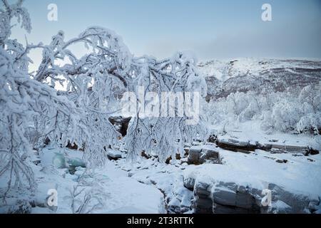 Schneebedeckte Bäume im Winter im Abisko-Nationalpark, Schweden Stockfoto