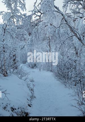 Schneebedeckte Wanderwege und Bäume im Winter im Abisko-Nationalpark Stockfoto