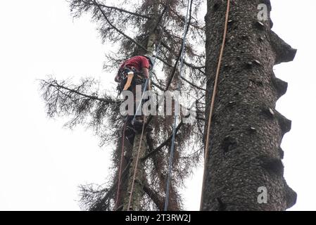 Aborist Arbeitet In Der Höhe Während Der Baumpflege Und Baumschnitt Aborist Arbeitet In Der Höhe Während Der Baumpflege Credit: Imago/Alamy Live News Stockfoto