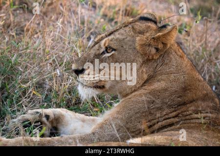 Löwin (Panthera leo), Sabi Sands Game Reserve, Südafrika. Stockfoto