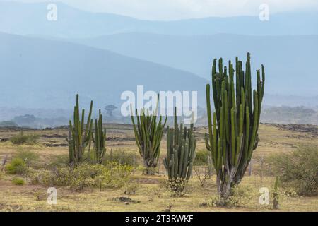 Kaktusfelder in der Tatacoa-Wüste, Kolumbien Stockfoto