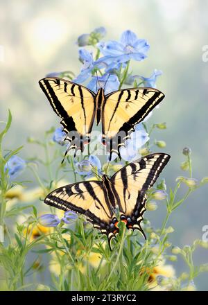 Makro eines westlichen Tigerschwalbenschwanz (Papilio rutulus) und eines zweischwänzigen Schwalbenschwanzes zusammen, die sich von Delphiniumblüten ernähren, mit offenen Flügeln. Stockfoto