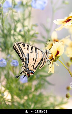 Makro eines zweischwänzigen Schwalbenschwanzes (papilio multikaudata), der auf einer Delphiumblume ruht, mit geschlossenen Flügeln - Seitenansicht Stockfoto