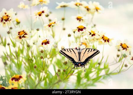 Makro eines zweischwänzigen Schwalbenschwanzes (papilio multikaudata), der auf einer Delphiumblume ruht und die Flügel offen auseinander gelegt hat. Stockfoto