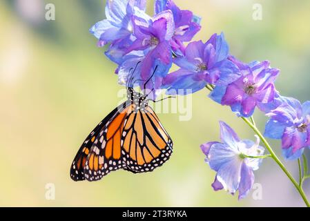 Seitenansicht eines Monarchschmetterlings (danaus plexippus), der sich an einer Blume ernährt - kopfüber auf natürlichem grünem Hintergrund Stockfoto