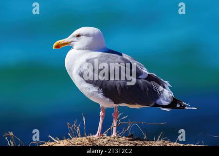 Eine Westliche Möwe, die auf einer Sandklippe in La Jolla, Kalifornien, mit dem farbenfrohen Meereswasser im Hintergrund steht. Stockfoto