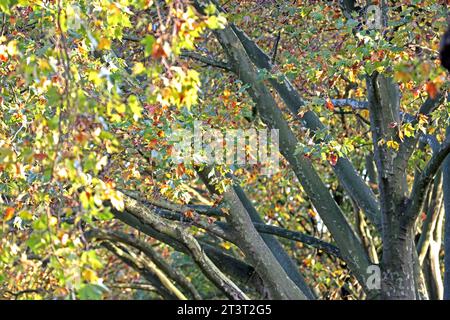 Straßenbäume als Luftverbesserer Platanen als große, widerstandsfähige Straßenbäume in der Stadt im Herbst während der Laubfärbung *** Straßenbäume als Lufterfrischer Sycamore Bäume als große, harte Straßenbäume in der Stadt im Herbst während der Laubfärbung Credit: Imago/Alamy Live News Stockfoto