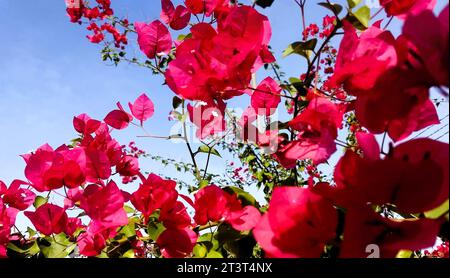 Wüstenblumen, rote Blumen, Bougainvillea, rosa Wüstenblumen, rote tropische Blumen, tropic Flowers, Florida-Pflanze, Texas-Pflanze, Kalifornien-Pflanze Stockfoto