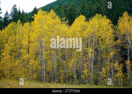 Im Golden Gate Canyon State Park in Colorado können Sie sich vor dem Hintergrund der grünen Pinien umwälzen. Stockfoto