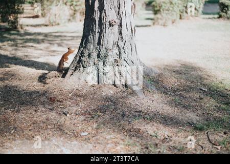 Ein Schuss von kleinen Eichhörnchen, die schnell auf einen Baum im Park klettern. Stockfoto