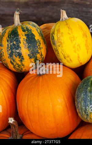 Mehrere bunte Kürbisse. Vertikales Foto. Nahaufnahme. Stockfoto