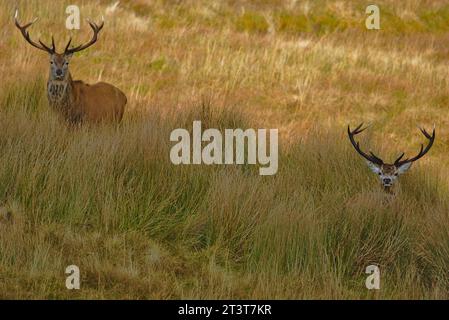 Rotwild (Cervus elaphus) in Ledmore, Sutherland, Nordwest Schottland, Großbritannien Stockfoto