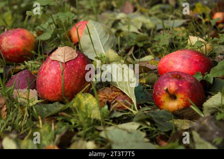 Gefallene reife wilde Äpfel auf dem Boden mit gelben Herbstblättern Stockfoto