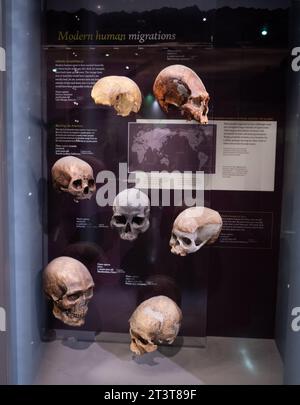 Human Skulls in einer Ausstellung im American Museum of Natural History in New York, NY am 16. Oktober 2023. Foto von Francis Specker Stockfoto