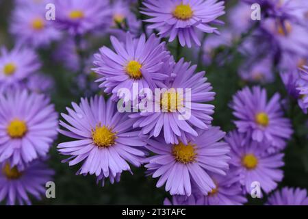Die bezaubernde Auswahl an Asterblumen wird zu einer atemberaubenden Blumendekoration kombiniert. Stockfoto