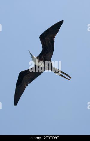 Prächtiger Frigatebird Fregata prächtig im Flug über die Galapagos-Inseln, Ecuador Stockfoto