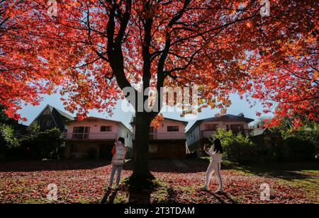 Vancouver, Kanada. Oktober 2023. Menschen machen Fotos unter einem Vordach aus Herbstlaub in Vancouver, British Columbia, Kanada, am 26. Oktober 2023. Quelle: Liang Sen/Xinhua/Alamy Live News Stockfoto