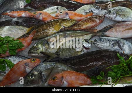 Eine Auswahl an frischem mediterranem Fisch auf Eis wird in einem Restaurant gezeigt. Stockfoto