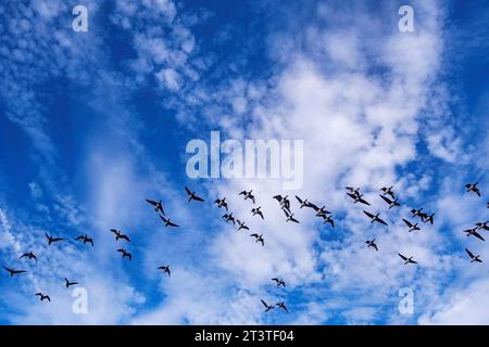 Flug der Atlantischen Brantgänse gegen den wolkenverwölkten Himmel während der Herbstmigration, Stockfoto