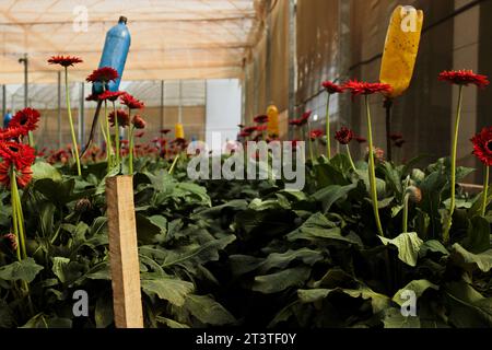 Anbau von roten Gerbera-Blüten in einer Keimling-Gärtnerei eines Schnittblumenproduktionssystems in der Stadt Holambra, bekannt als die Stadt der Blumen. Stockfoto