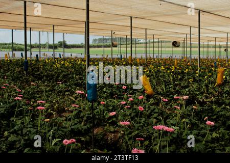 Anbau von rosa, gelben und orangen Gerbera-Blüten in einer Keimlingskinderei eines Schnittblumenproduktionssystems in der Stadt Holambra. Stockfoto