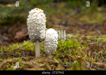 Eine Nahaufnahme von zwei essbaren zottigen Mähne Pilzen auf dem Waldboden in Nord-Idaho. Stockfoto