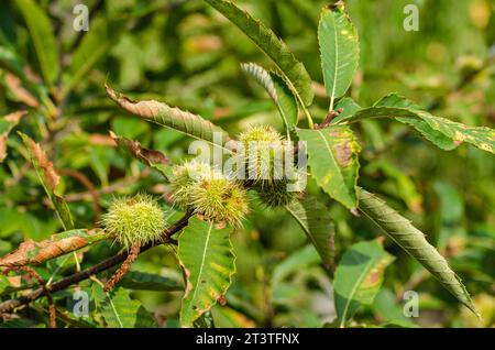 Grüne Kastanienigel auf Baumzweig Stockfoto
