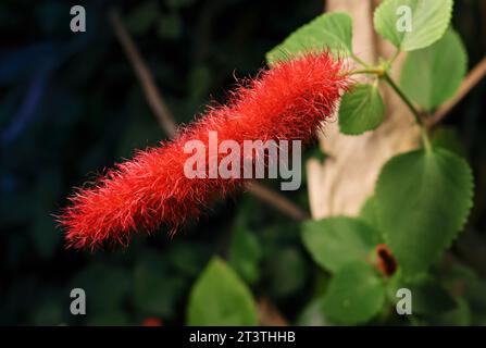 Wunderschöne Natur, schöne rote flauschige Blumenpflanze draußen an einem schönen Frühlingstag. Stockfoto