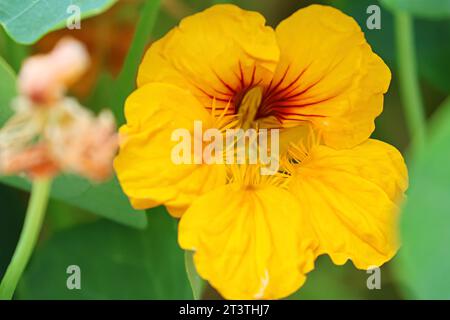 Wunderschöne Natur, ein leuchtend gelbes Blumenschuss Makro draußen an einem schönen Frühlingstag. Stockfoto