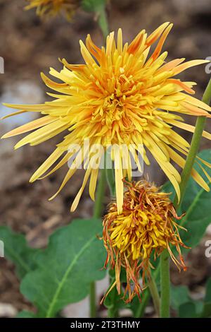 Wunderschöne Natur, leuchtend gelblich orange lustige Blume draußen an einem schönen Frühlingstag. Stockfoto