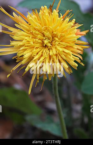 Wunderschöne Natur, leuchtend gelblich orange lustige Blume draußen an einem schönen Frühlingstag. Stockfoto