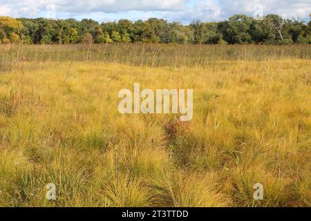 Rote Eichenbäume im Herbst in Miami Woods in Morton Grove, Illinois Stockfoto