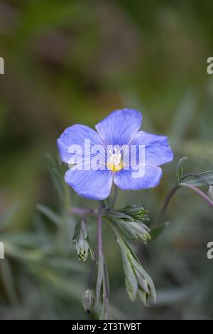 Nahaufnahme von blauer Flachsblume mit weichem, stimmungsvollem Hintergrund. Diese werden kommerziell für Leinsamen oder Leinöl sowie als Wildblumenmischung angebaut. Stockfoto