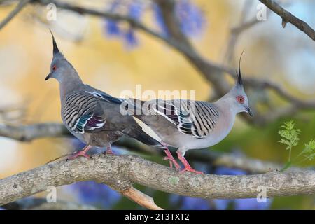 Zwei australische ausgewachsene Haubentauben - Ocyphaps Lophoten - Vögel auf einem Baumzweig, die zueinander gegenüberstehen, nachdem sie gerade ein Schnupfen beendet haben Stockfoto