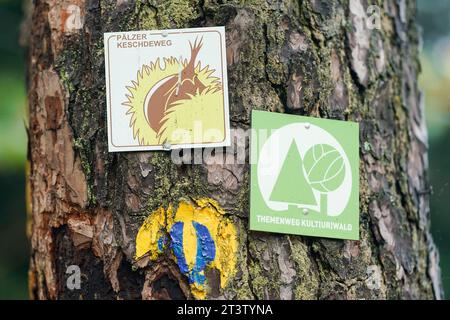 26. Oktober 2023, Rheinland-Pfalz, Neustadt an der Weinstraße: An einem Baum hängt ein Schild mit der Aufschrift „Pälzer Keschdeweg“. Forstwirte in Rheinland-Pfalz und im Saarland setzen ihre Hoffnungen auf die süße Kastanie als Baum der Zukunft. Einmal von den Römern nach Deutschland gebracht, scheint es in der Lage zu sein, die Folgen des Klimawandels gut zu bewältigen. Foto: Uwe Anspach/dpa Stockfoto