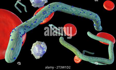 3D-Rendering eines Ebola-Virus im menschlichen Körper mit verstreuten roten und weißen Blutkörperchen Stockfoto