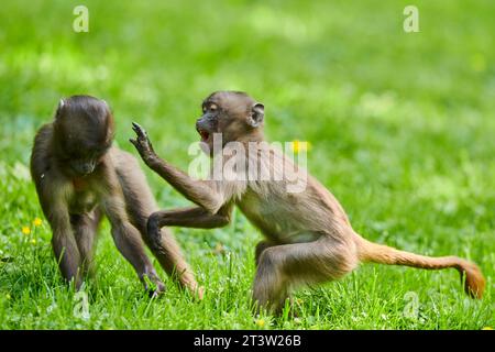 Gelada (Theropithecus gelada) Jugendliche spielen auf einer Wiese, gefangen, Verteilung afrika Stockfoto