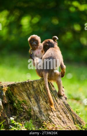 Gelada (Theropithecus gelada) Jugendliche spielen auf einem alten Baumstamm, gefangen, Verteilung afrika Stockfoto