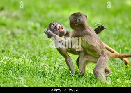 Gelada (Theropithecus gelada) Jugendliche spielen auf einer Wiese, gefangen, Verteilung afrika Stockfoto